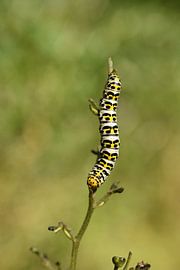 Rups von Patricia van Nes