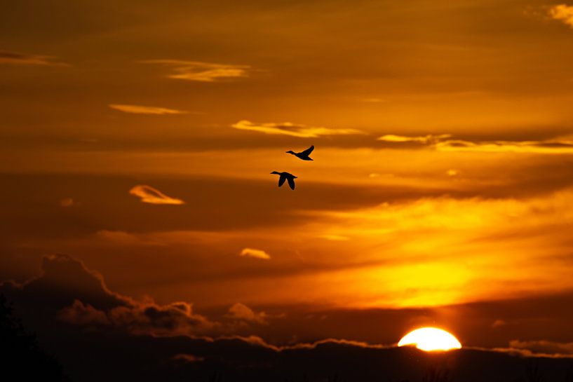 Two ducks fly above the setting sun by Anne Ponsen
