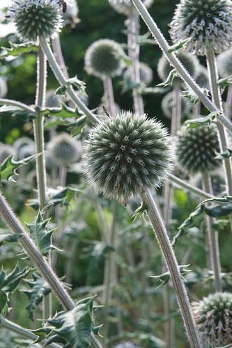Groene stekelbollen in Botanische tuin