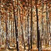 Forêt rouge d'automne sur Miranda van Hulst