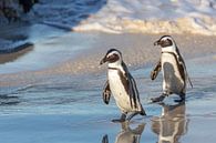 Wild Penguins by Dennis Eckert thumbnail