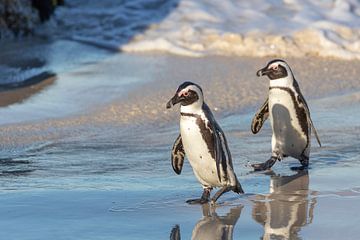 Pingouins sauvages sur Dennis Eckert
