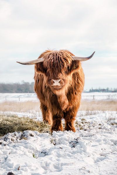 Schottische Highlander Kuh im Schnee vertikale Front von KB Design & Photography (Karen Brouwer)