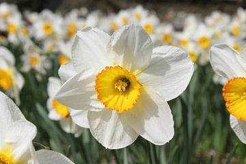 Heldere witte narcisbloem in de lente van Imladris Images