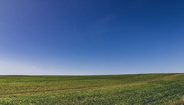 Horizont Foto eines Feldes im Sommer bei strahlendem Sonnenschein. von Jakob Baranowski - Photography - Video - Photoshop