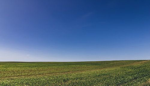 Horizon foto van een veld in de zomer in de felle zon - Windows XP - Polen in de zomer