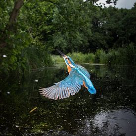 IJsvogel - Kingfisher sur Frank Reiz