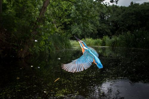 IJsvogel - Kingfisher
