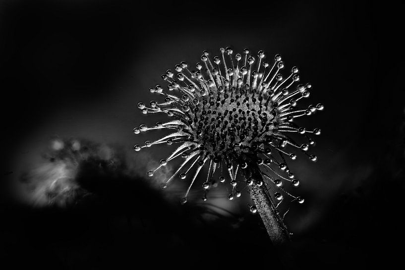 Sundew by Elbert-Jan Achterberg