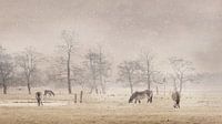 Exmoor-Ponys auf der Wiese 19. von Marcel Kieffer Miniaturansicht