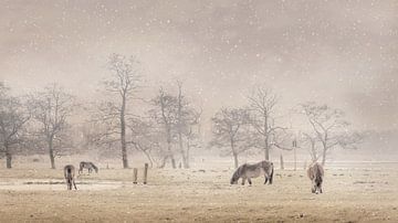 Exmoor-Ponys auf der Wiese 19. von Marcel Kieffer