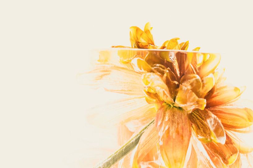 Chrysanthème orange en glace 1 par Marc Heiligenstein
