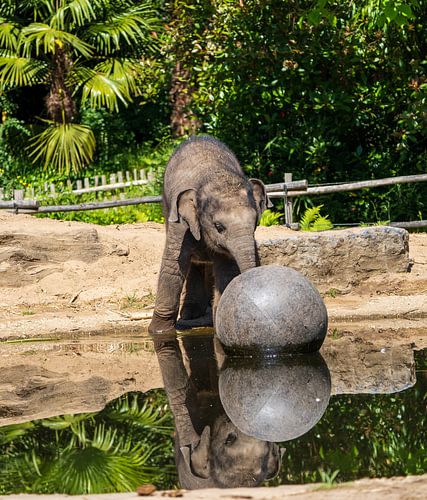 Elefant am Wasser