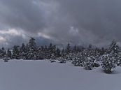Winterlandschap met besneeuwde coniferen aan de rand van het bos met opkomende wolken van Timon Schneider thumbnail