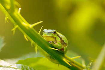Laubfrosch auf einem Brombeerzweig