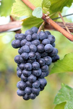Juicy cones ripe for the grape harvest by Rüdiger Rebmann