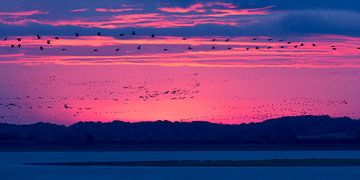 Kraanvogels vóór zonsopkomst