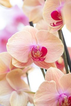 licht roze orchidee van studio photoflash