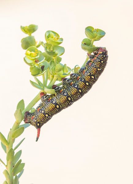 Raupe des Wollmilchpfeilschwanzes (Caterpillar of the Woolmilk Arrowtail) von Marcel Klootwijk
