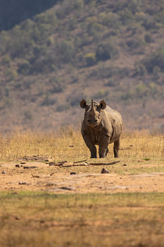 Das schwarze Nashorn 2