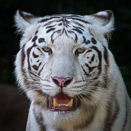 Weißer Tiger