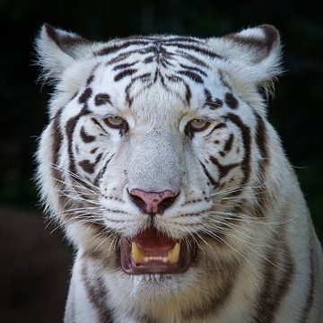 Weißer Tiger van Ulrich Brodde