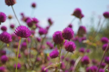 Bloemen van zwergl 0611