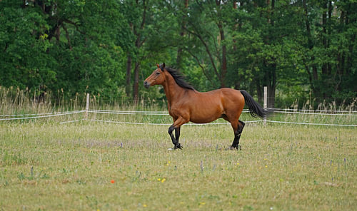 Trakehner Feldmeyer in de wei