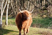 Les Highlanders écossais dans la région des dunes du nord des Pays-Bas