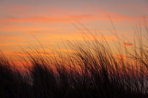 L'herbe du casque dans le feu
