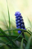 Blauw druifje tussen het gras