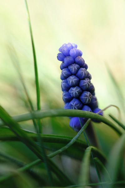 Blaue Weintraube im Gras von Quirina Kamoen