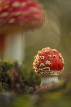 Junger Fliegenpilz: rot mit weißen Tupfen von Moetwil en van Dijk - Fotografie