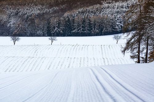 Hiver blanc