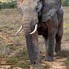 olifant in het wild Zuid-Afrika van Gertjan Hesselink