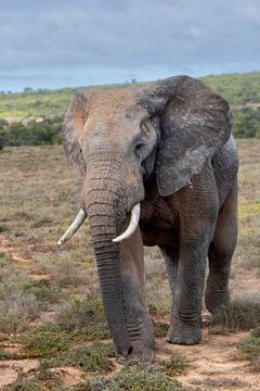 olifant in het wild Zuid-Afrika van Gertjan Hesselink