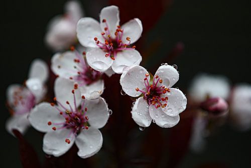 Cherry blossom from your own garden