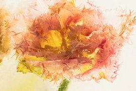 Feathered tulip in ice 3