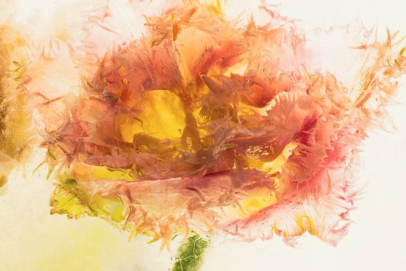 Feathered tulip in ice 3 by Marc Heiligenstein