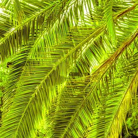 Palmwedel von Dieter Walther