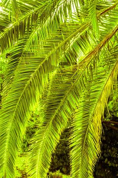 Palmbladeren van Dieter Walther