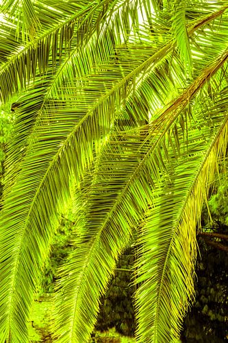 Feuilles de palmier sur Dieter Walther