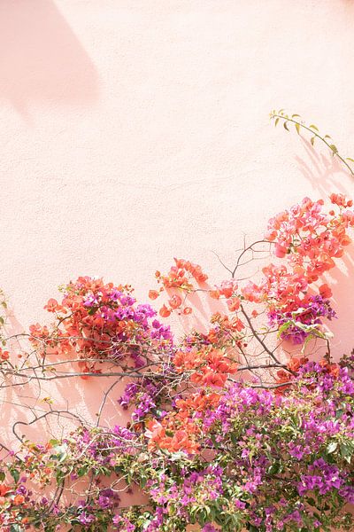 Bougainvillea in verschiedenen Farben von Henrike Schenk