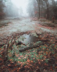 Geheimnisvoller Herbstsee
