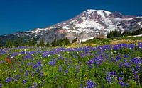 Lupinen in bloei bij Mount Ranier, Washington State van Henk Meijer Photography thumbnail