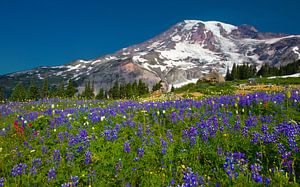 Blühende Lupinen am Mount Ranier, Bundesstaat Washington