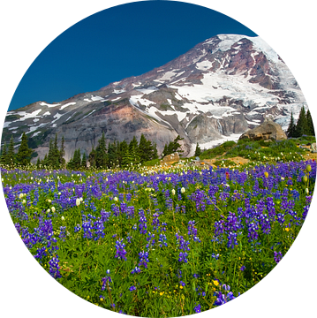 Lupinen in bloei bij Mount Ranier, Washington State van Henk Meijer Photography