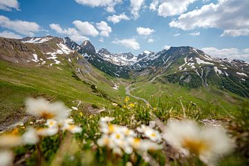 Flowery view of the Lechtal Alps and the Valluga by Leo Schindzielorz