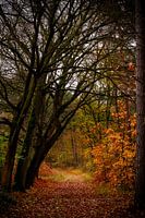 A colourful autumn