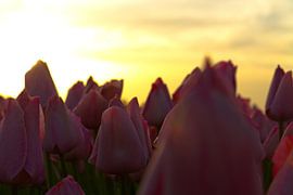 Tulips by Ronald Bruijniks
